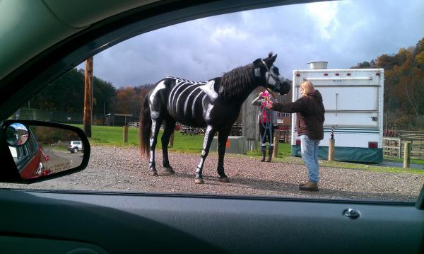 IMAG0187 The haunted pony!