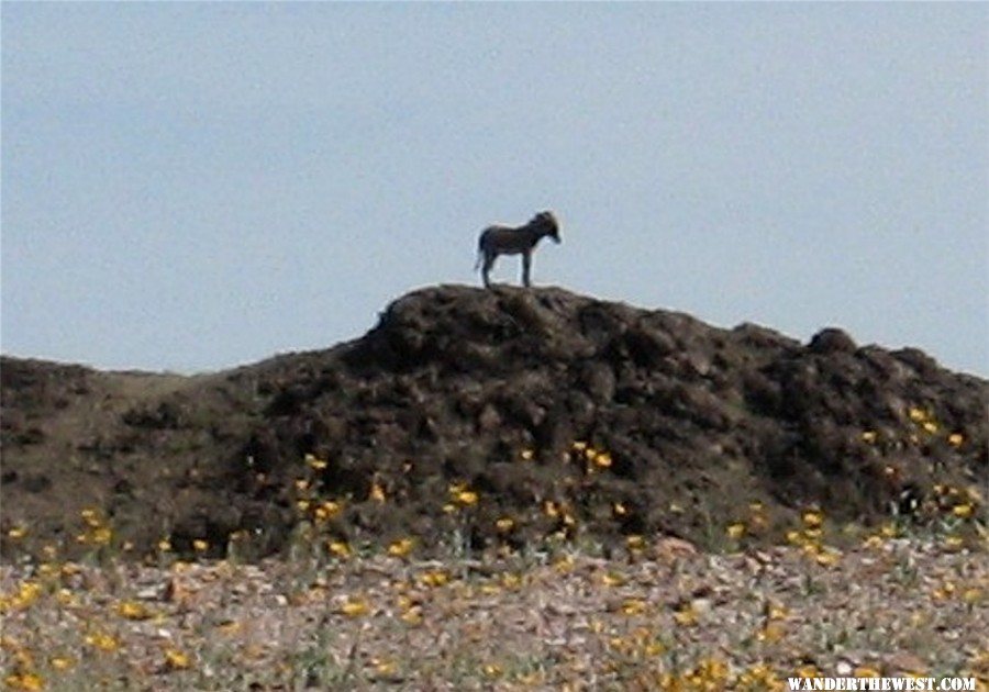 Imperial Dam to Havasu 2