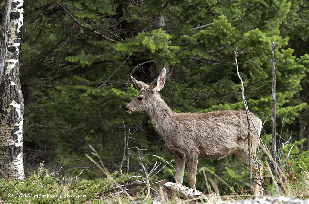 In Banff National Park