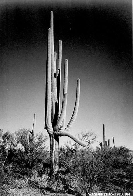 "In Saguaro National Monument" by Ansel Adams, ca. 1933-1942