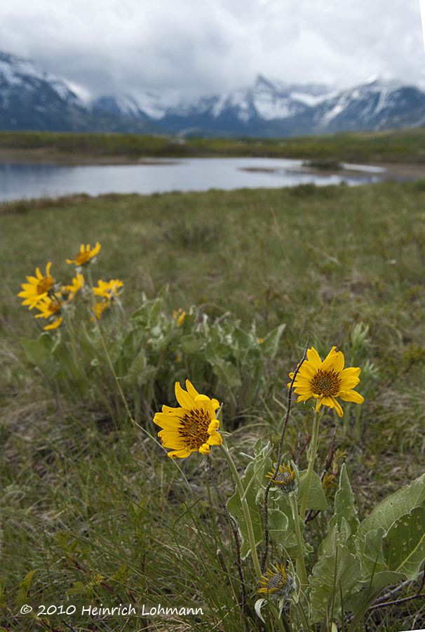 In Waterton Lakes National Park