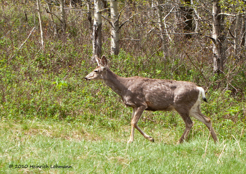 In Waterton Lakes National Park