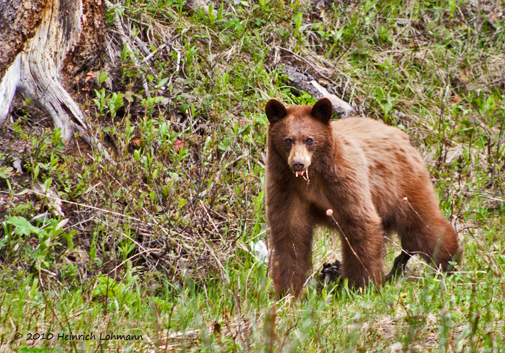 In Waterton Lakes National Park