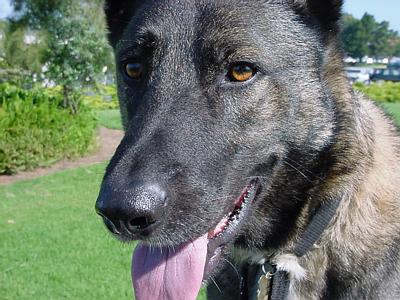 Inky the Conversion Dog, relocated to Dog Heaven.