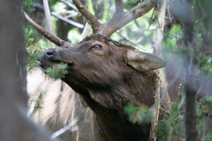 Itchy Antlers!