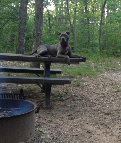 Jax my camping buddy😅👅🐺