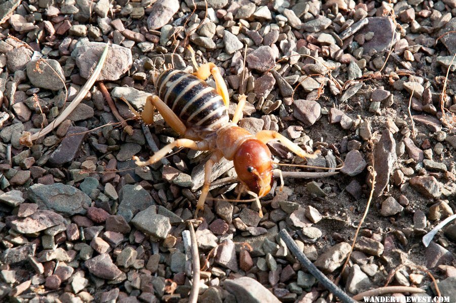 Jerusalem Cricket, aka Potato Bug