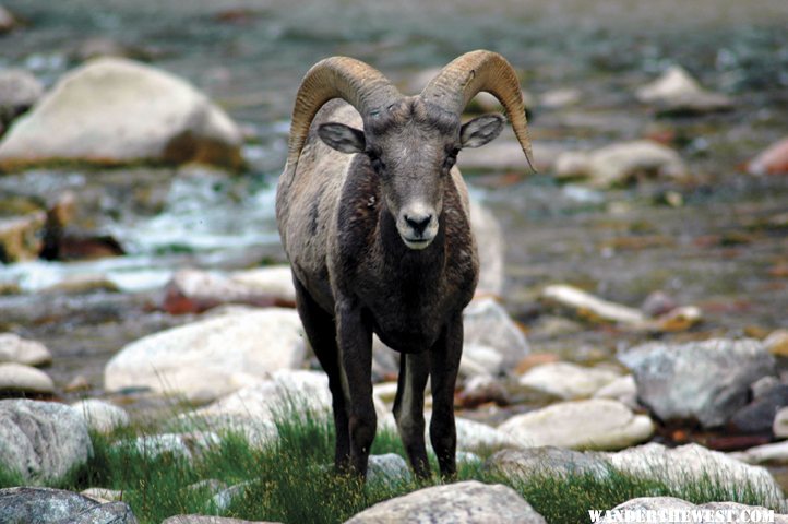 Jones Hole Creek BIghorn