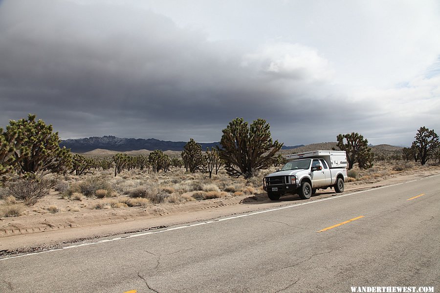 Joshua Trees at Mojave National Preserve