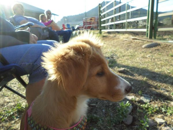 K.C. @ her first rodeo...Those horses are really "big"
South Fork, CO July/2016