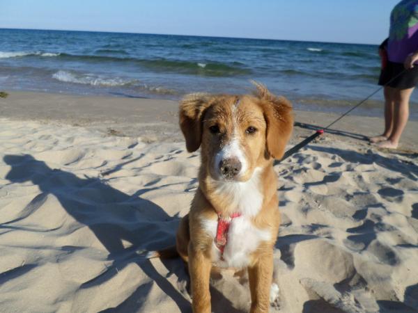 K.C. @ Sand Dunes State Park. Door County, WI  8/'16
4MO 3 WEEKS