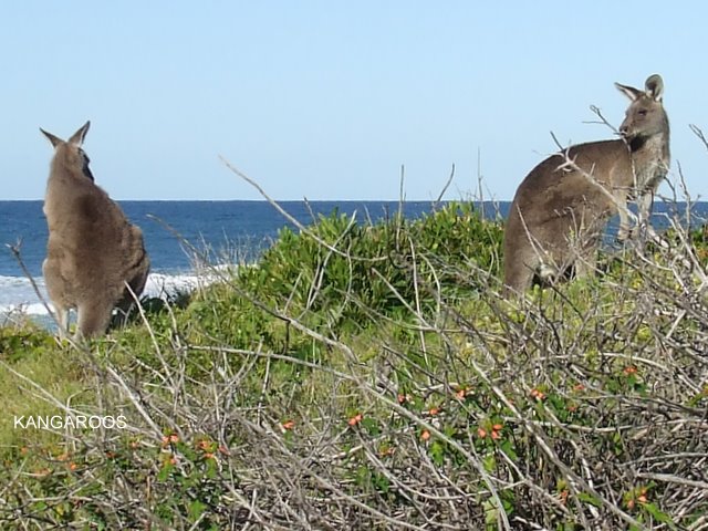 Kangaroos at the Beach.