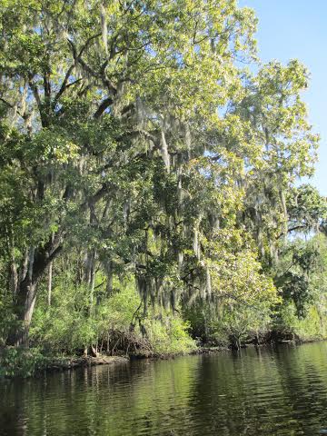 Kayaking on the Suwanee