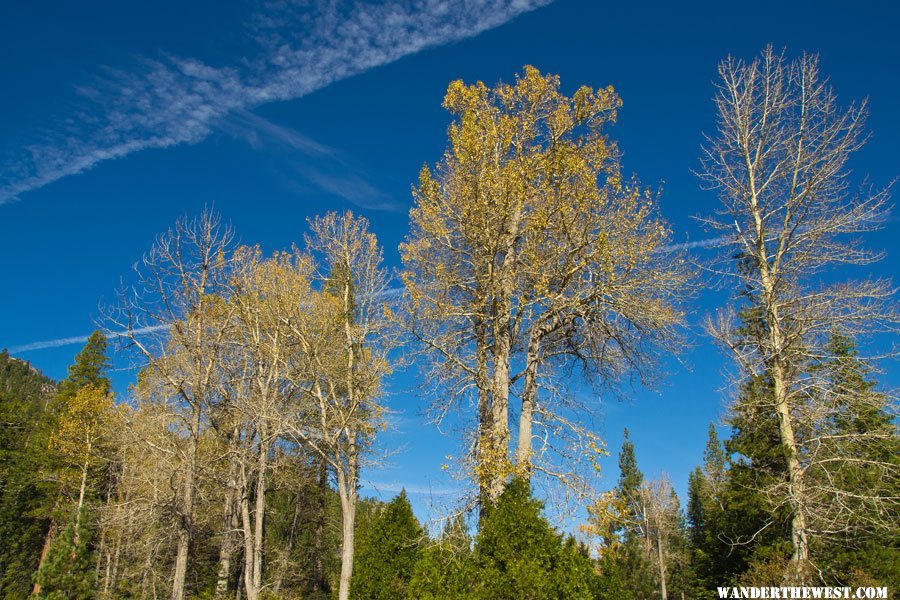 Kennedy Meadows Cottonwoods