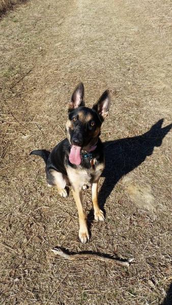 Kimber 1 year old German Shepherd