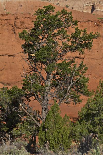 Kodachrome Basin Contrast