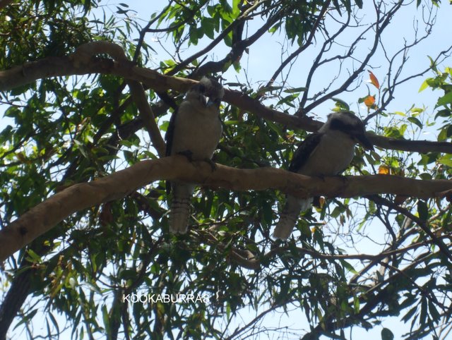 Kookaburras