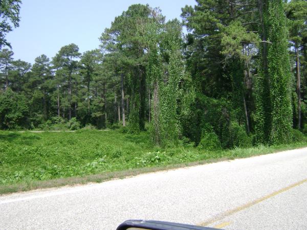 Kudzu at Natchez Trace SP