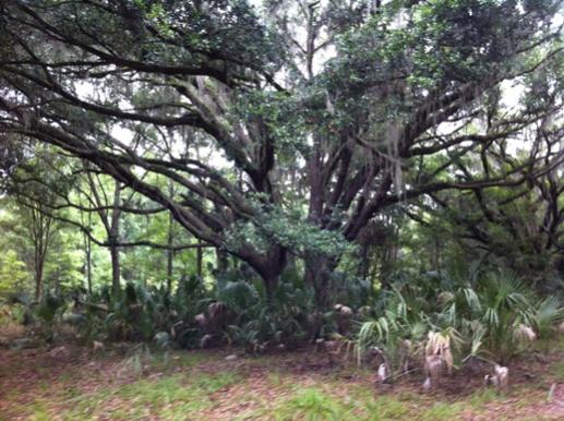 Large Oak on trail