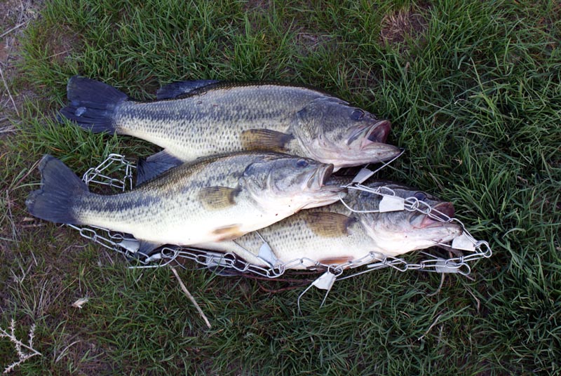 Largemouth bass