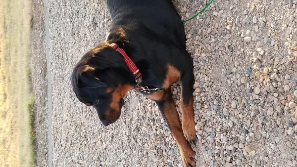 Lexy (Galaxy), our 18 month old Rottie