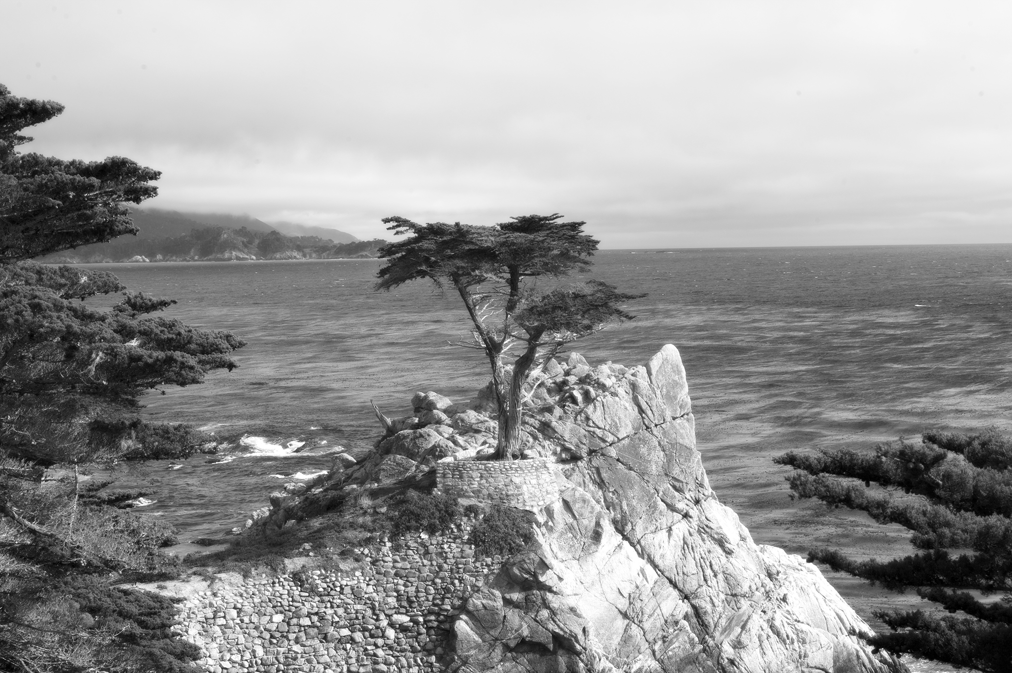 Lone Cypress