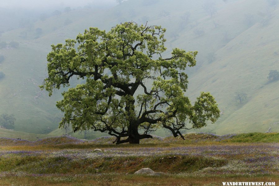 Lone OAk in field of flowers in Southern CA foothills