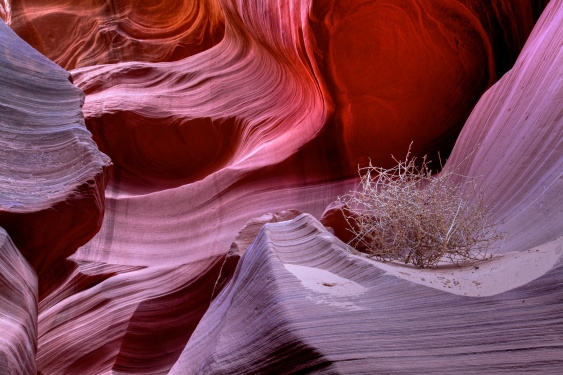 Lonely Tumbleweed, Colorful Abstract, Lower Antelope Canyon, Navaho Tribal Park