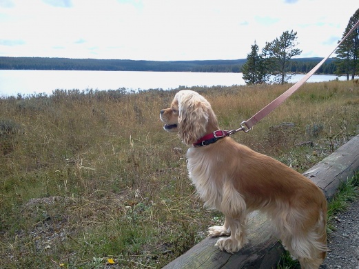 Looking at Yellowstone Lake