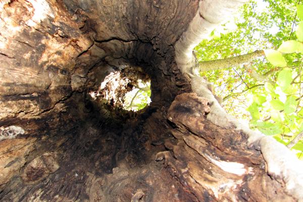 looking up inside hollow (and still alive) tree.