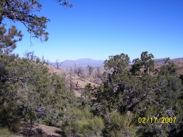 Looking west towards Cima, Ca.