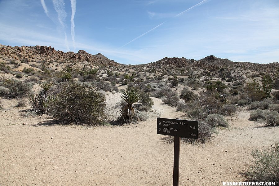 Lost Palms Oasis Trail