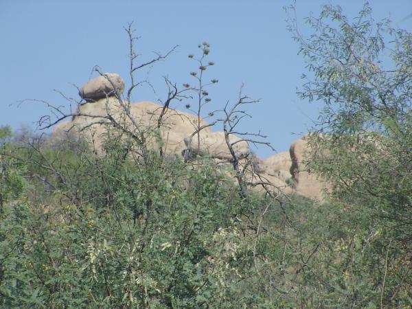 Lots of balancing rocks