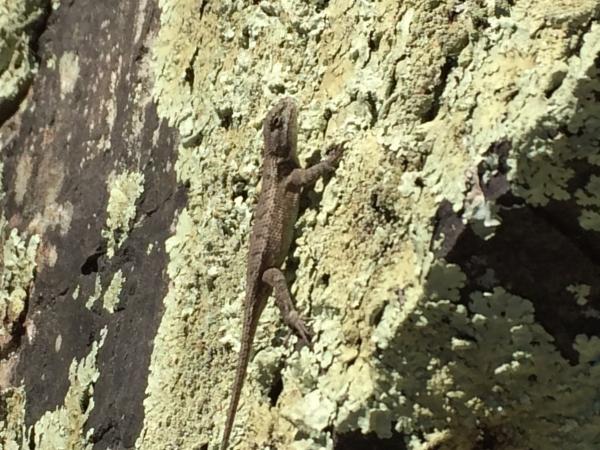 Lots of lizards found along the trails basking in the sun.