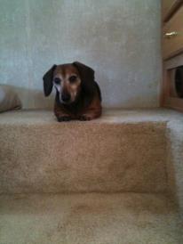 Lucy claiming the bunk area