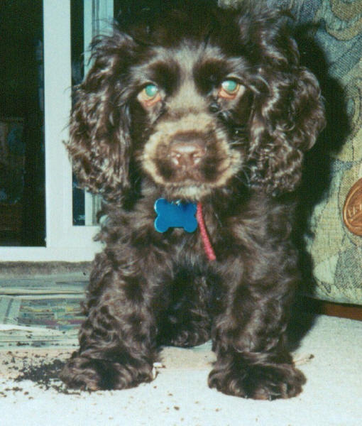 Lucy Dog ( puppy ) 6 weeks old.