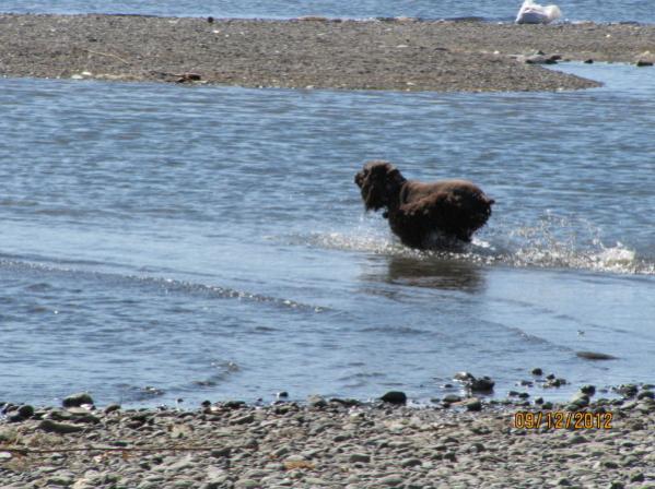 Lucy taking a dip.