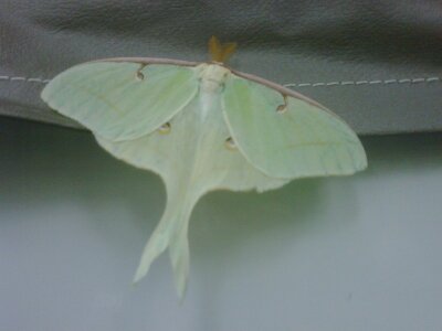 Luna Moth, Cunningham Falls
Stayed on the camper all day