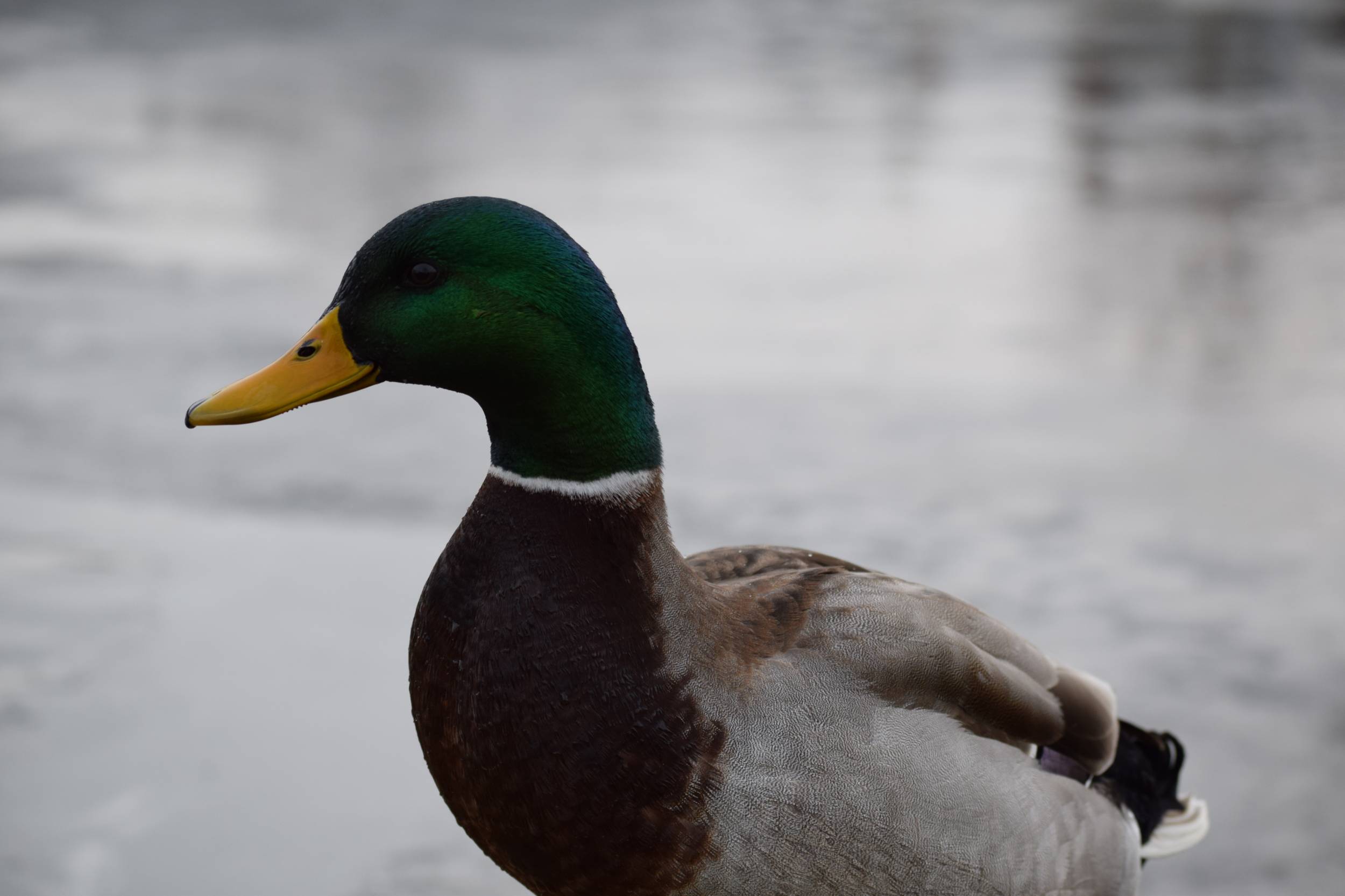 Mallard Dec 2014