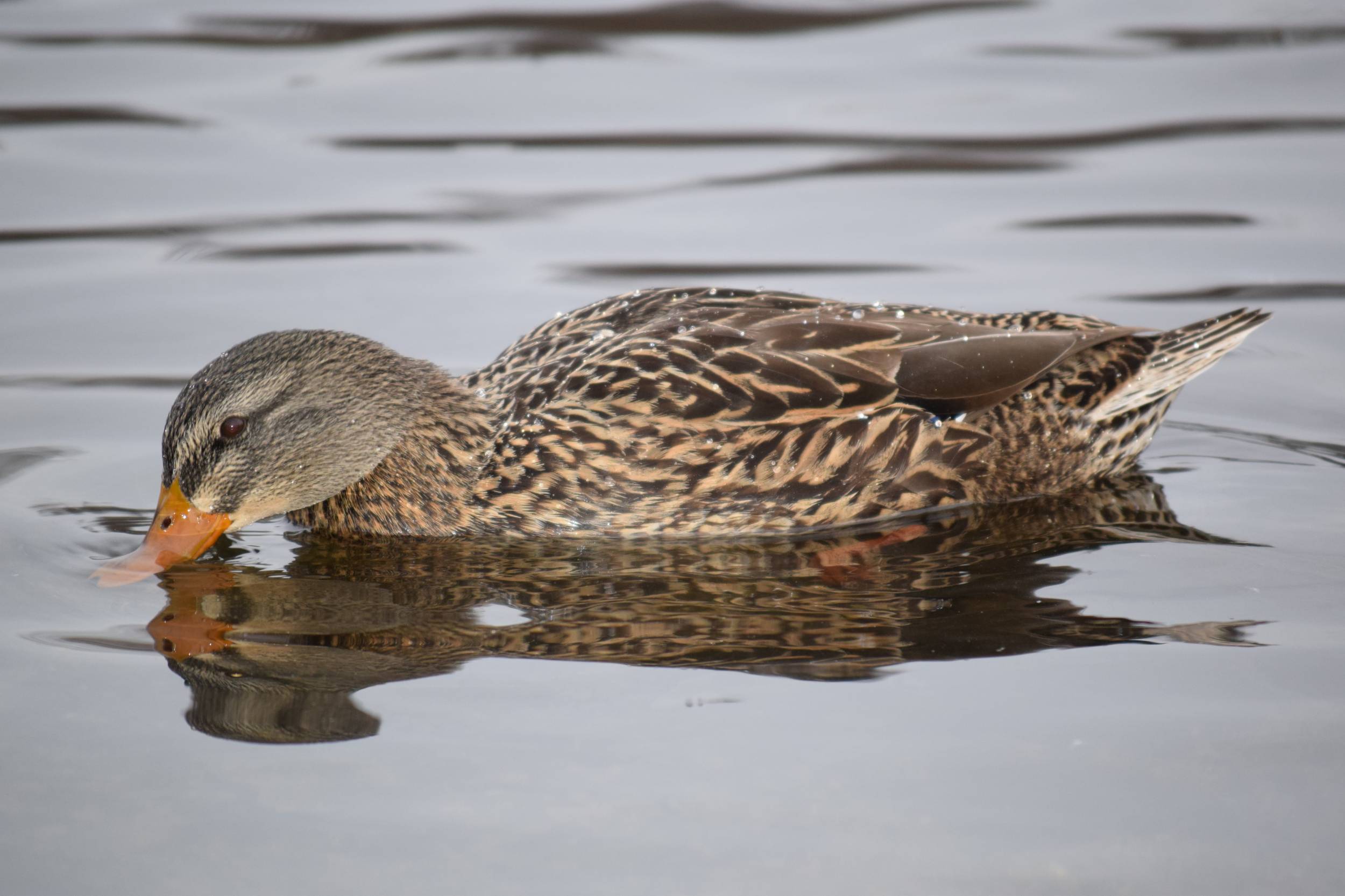 Mallard Dec 2014