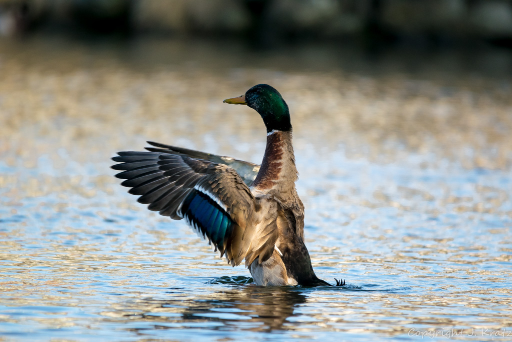 Mallard