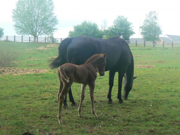 Mare and Foal