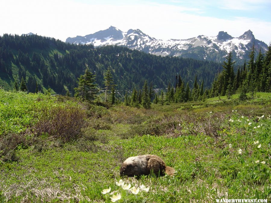 Marmots