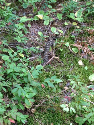 Massasauga rattle snake on the French River Trail...