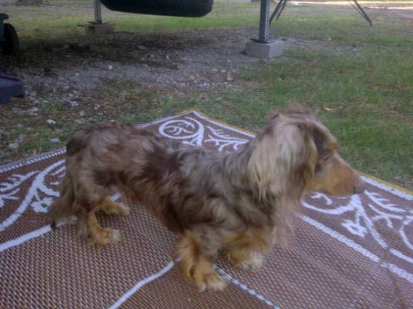 Max our longhair weenie.