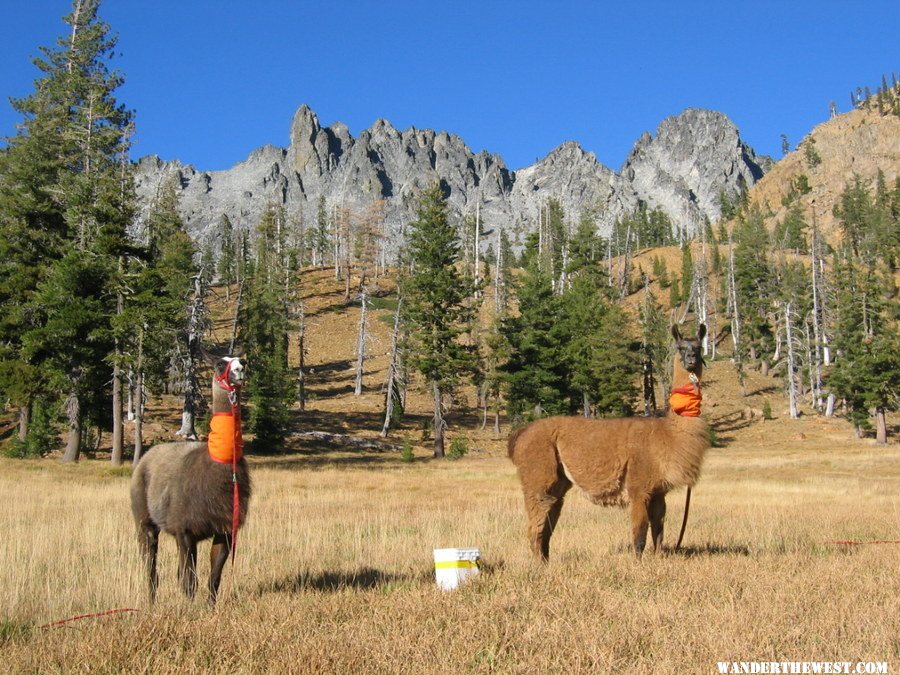 Meadow ornaments