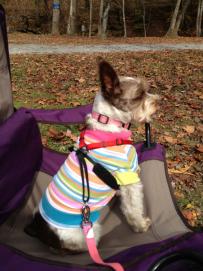 Miss Daisy loves to camp