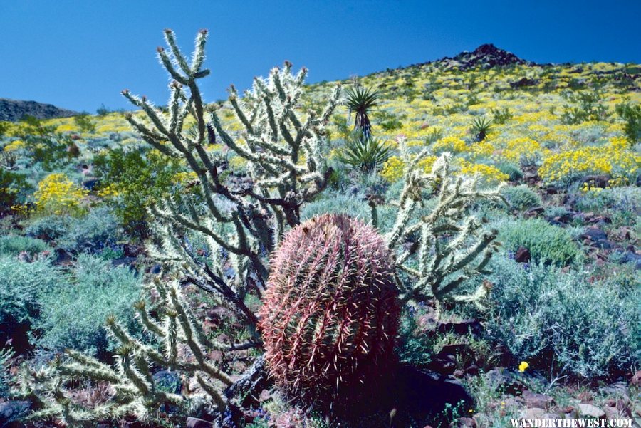 Mojave Road flowers 1983