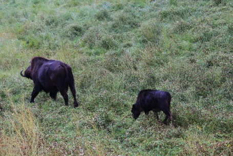 mom and calf