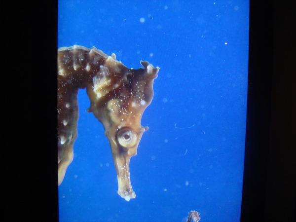 Monterey Bay Aquarium, President's Weekend